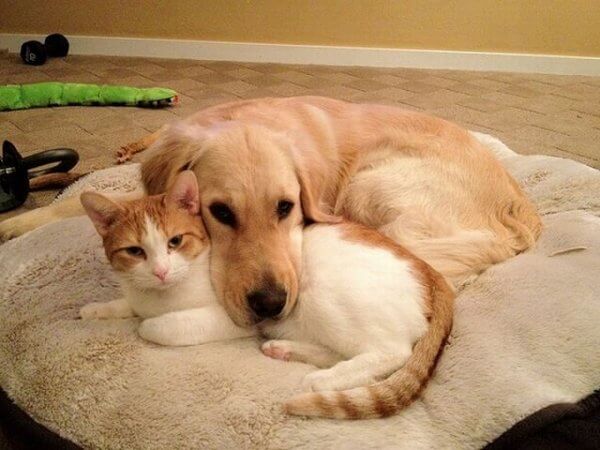 How To Choose The Perfect Bed For Your Pet