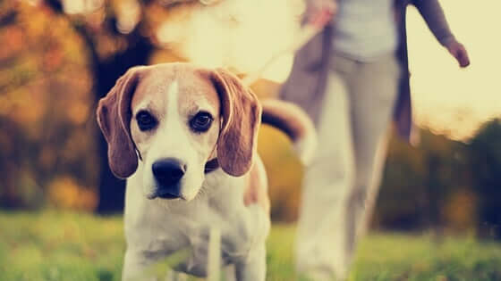 6 kinds of people you meet when you walk your dog: