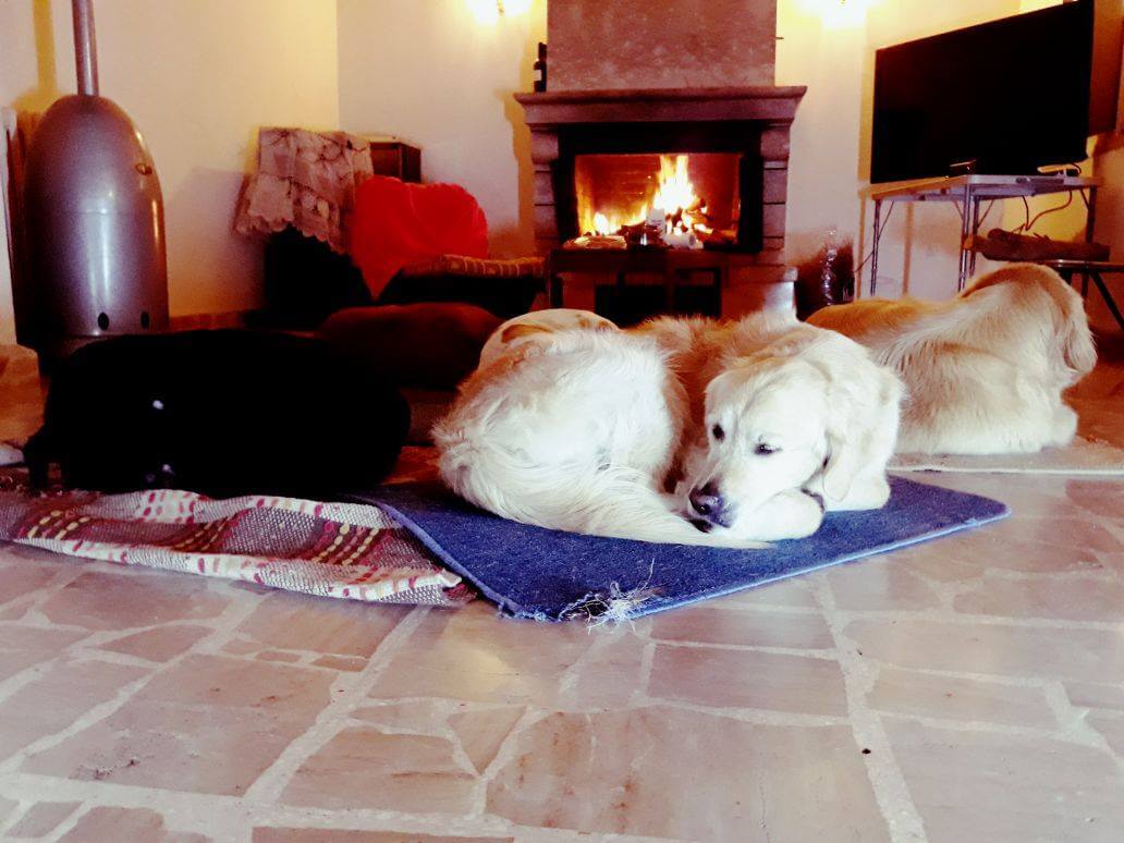 Where Can You Leave Your Pet When You Travel? A "Best Of" List