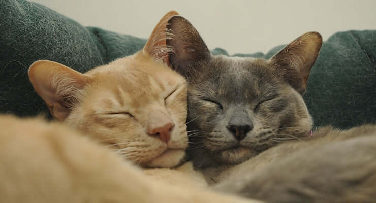 How To Do A Peaceful Cat-To-Cat Introduction