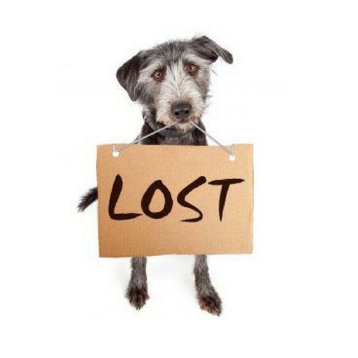 What To Do When You Lose Your Pet