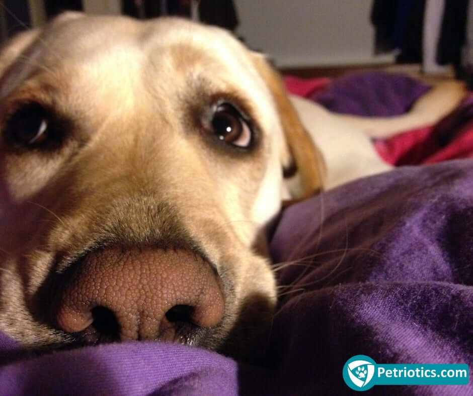 Tips & Tricks To Manage Separation Anxiety In Dogs