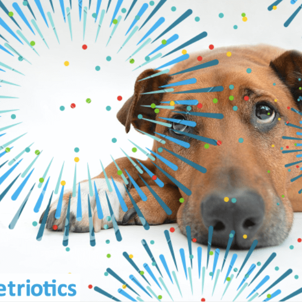 How To Calm Your Pet During Fireworks
