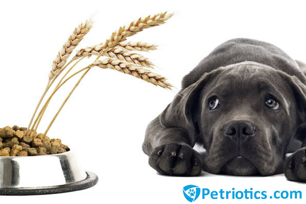 Should You Feed Your Dog Grain-Free Food?
