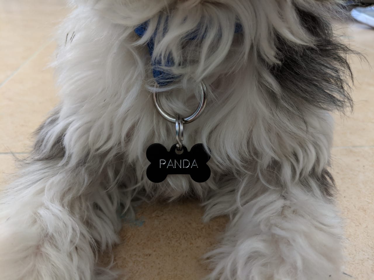 5 Reasons Your Pet Should Wear An ID Tag