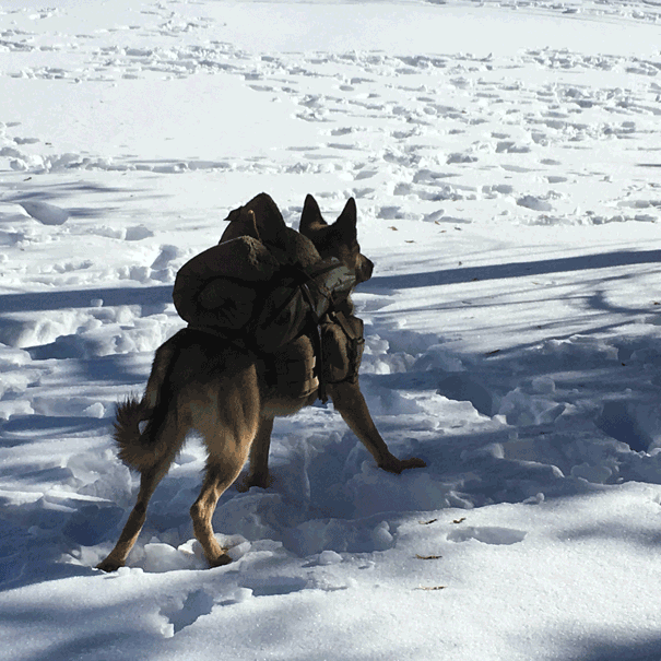 Dog Saves Owner After Snow Slide in Qurnat Es Sawda