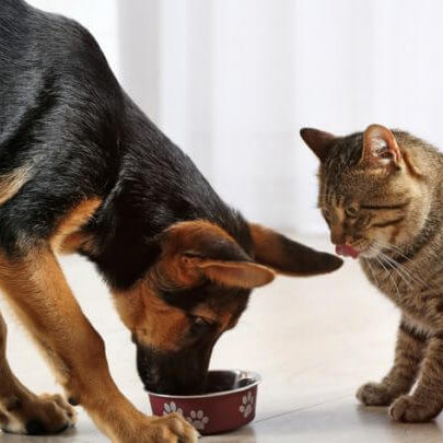 Can Dogs Eat Cat Food ( And The Other Way Around ) ?