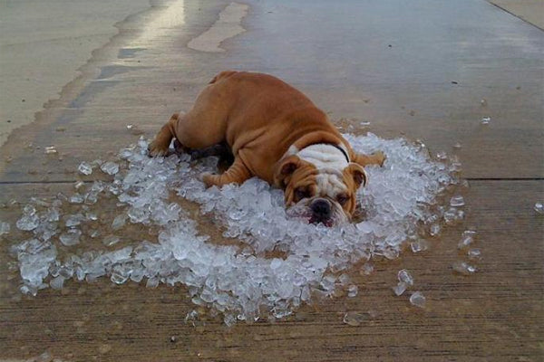 It's Getting Hot: How To Prevent Overheating In Dogs