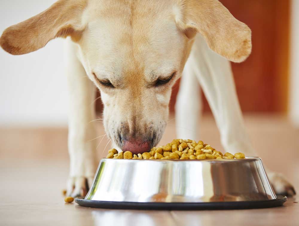 4 Ingredients You Should Pay Attention To When Choosing Dry Food For Your Dog