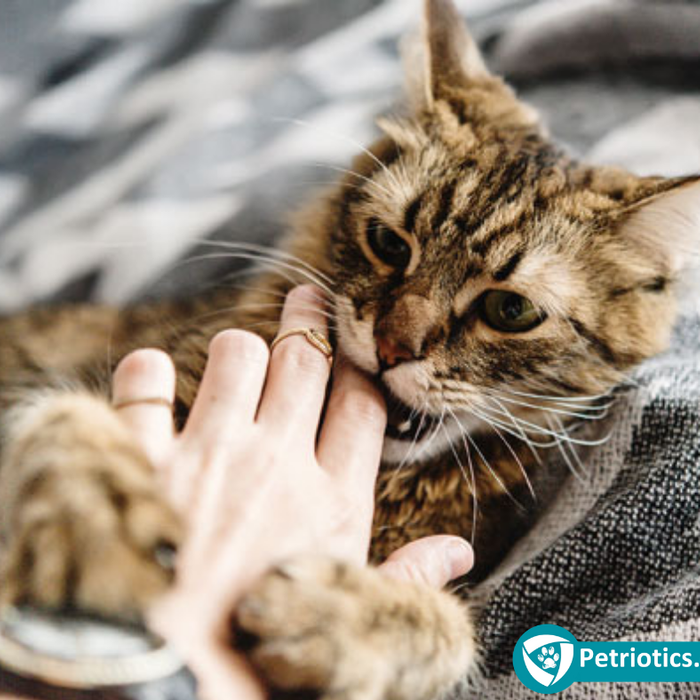 Why Do Cats Bite & How To Stop Your Cat Biting