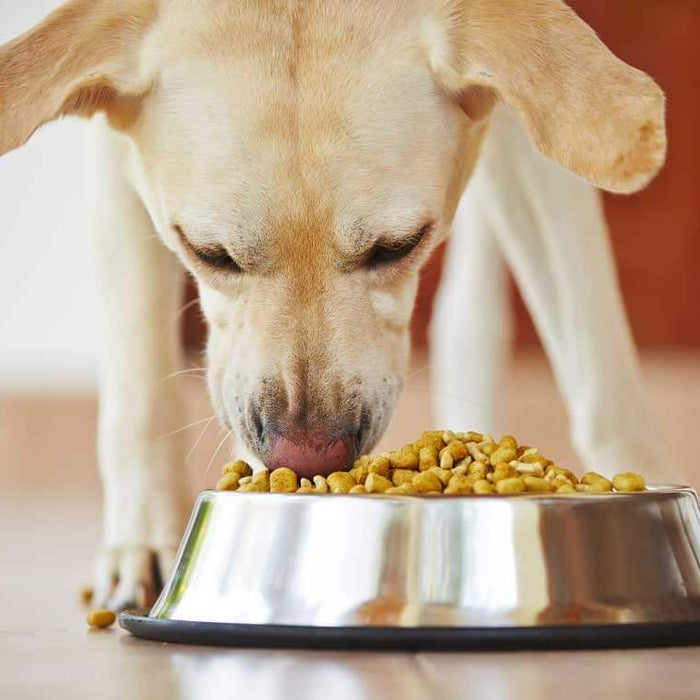 4 Ingredients You Should Pay Attention To When Choosing Dry Food For Your Dog