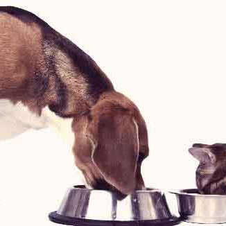5 Signs That It's Time To Change Your Pet's Food