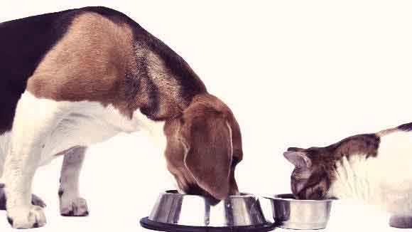 5 Signs That It's Time To Change Your Pet's Food