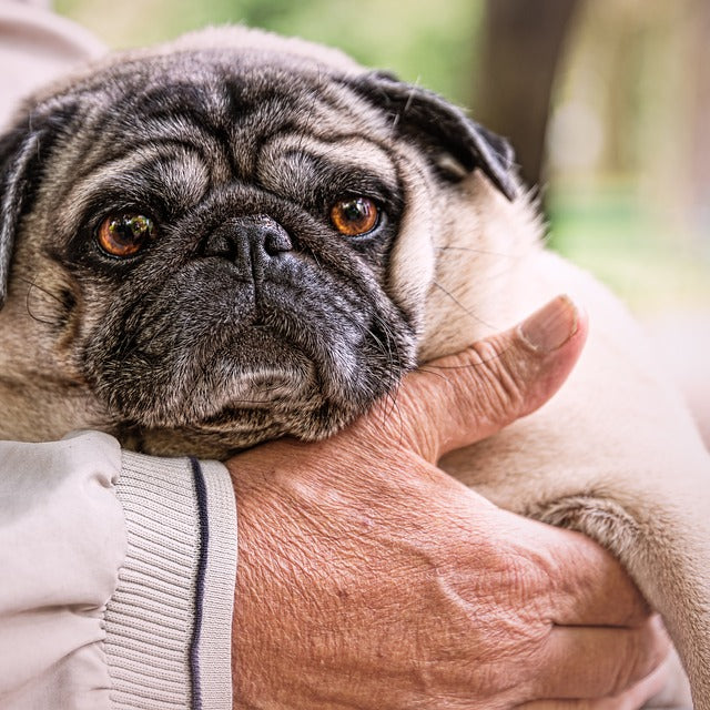 7 Tips To Keep Your Old Dog Happy