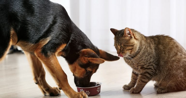 Can Dogs Eat Cat Food ( And The Other Way Around ) ?