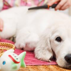 Summer Grooming Tips from an Expert: Joanna from A La Queue