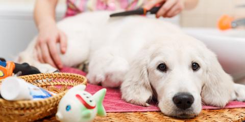 Summer Grooming Tips from an Expert: Joanna from A La Queue