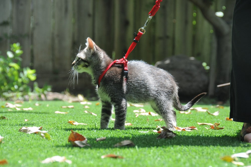 How To Walk Your Cat On A Leash