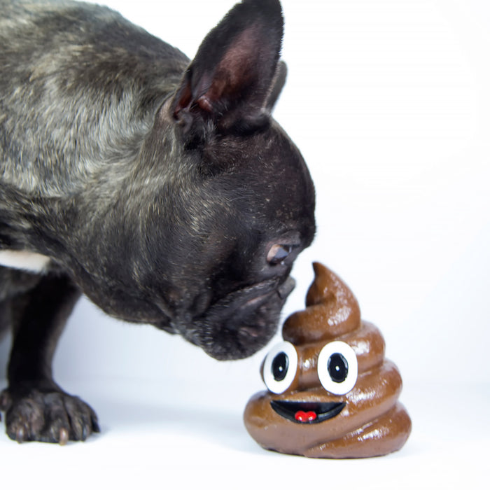 7 Reasons Why Dogs Eat Poop and What To Do About It