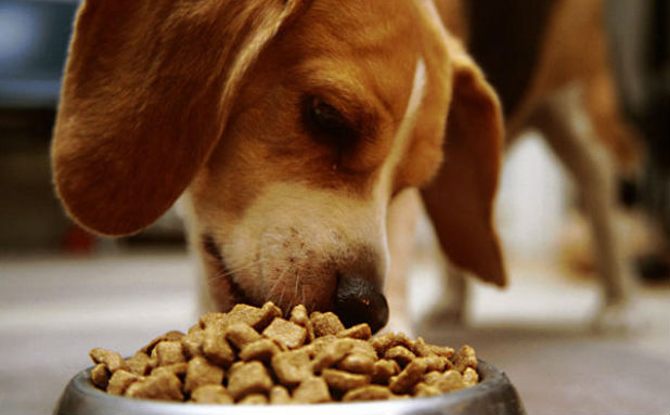 The Top 4 Dog Dry Foods Available in Lebanon