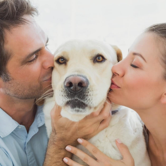 7 Things You Should Consider Before Getting A Dog