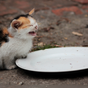 Why Is Your Cat Always Hangry?
