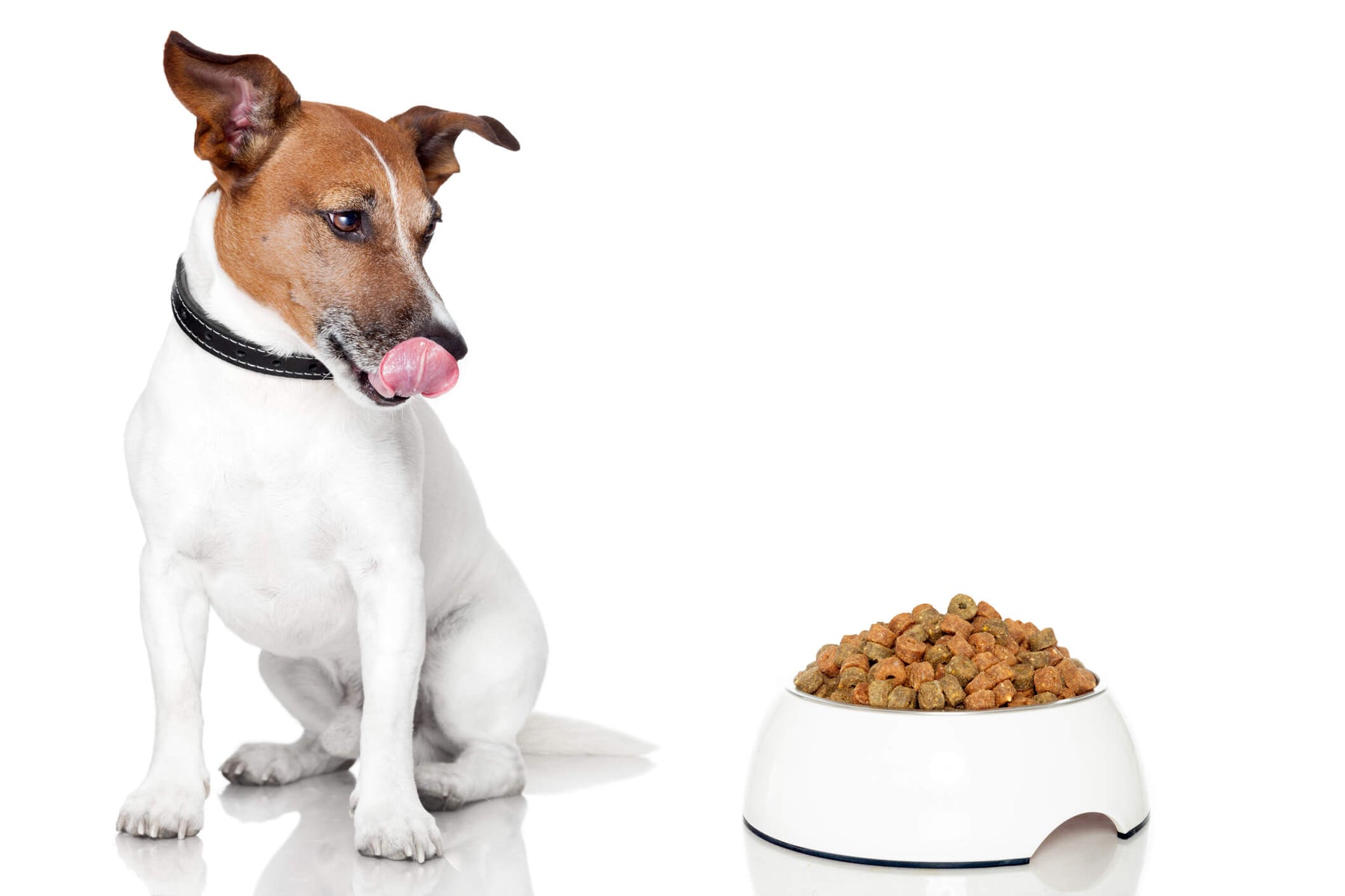 4 Top Dog Food Choices on a Budget