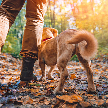 7 Tips For A Great Camping Adventure With Your Dog