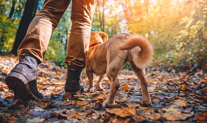 7 Tips For A Great Camping Adventure With Your Dog