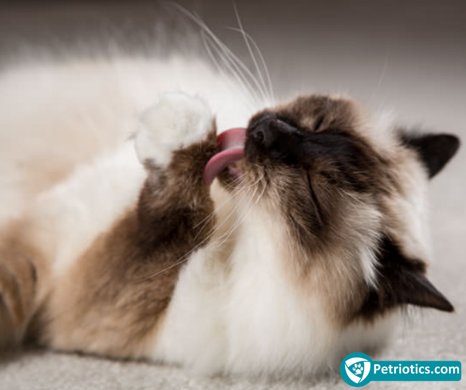 How To Prevent Hairballs In Cats