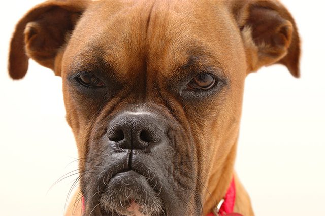 7 Things Humans Do That Dogs Hate