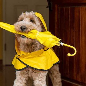 Rainy Day Dog Activities: How to Prepare and Keep Your Dog Entertained