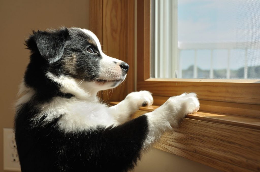 What to Do If Your Dog Suffers From Separation Anxiety