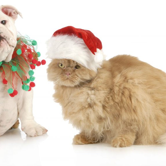 How To Pet-Proof Your Holiday Decorations