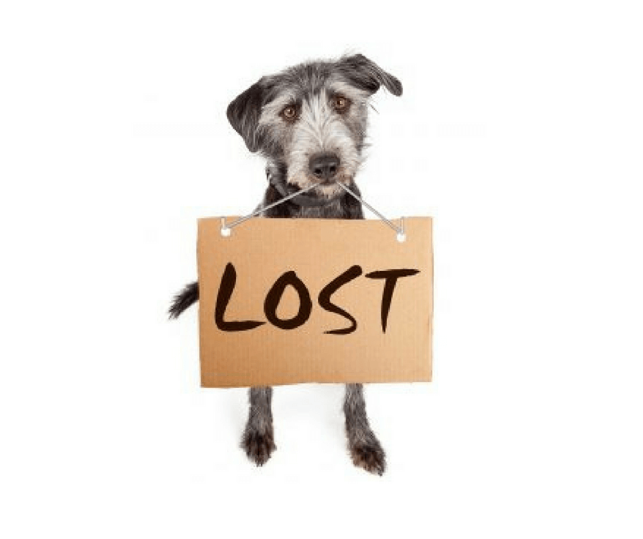 What To Do When You Lose Your Pet