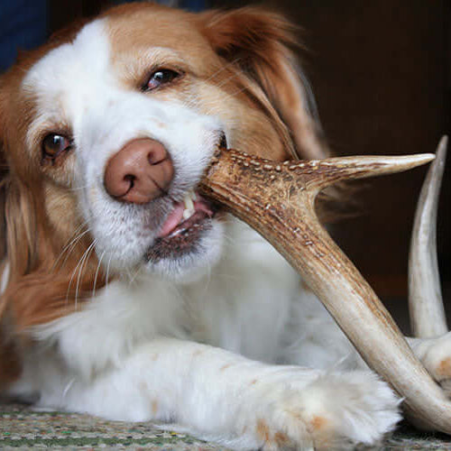 How To Pick The Right Chew For Your Dog