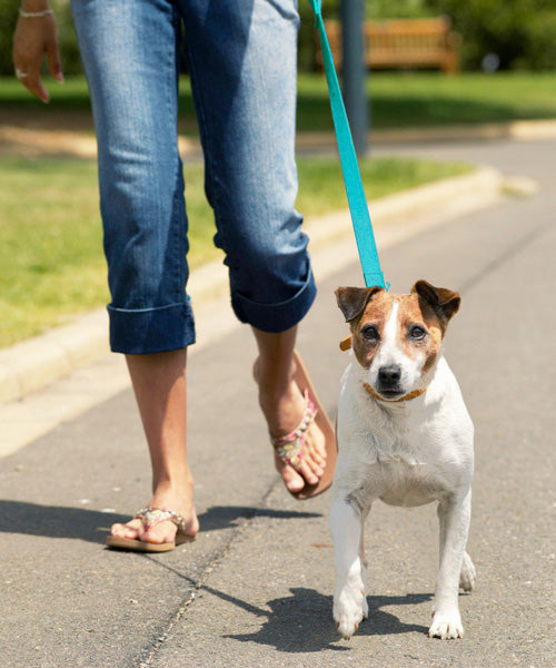 7 Things Lebanese People Do When You Walk Your Dog