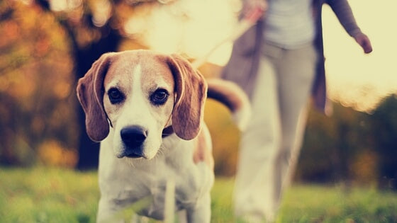 6 kinds of people you meet when you walk your dog: