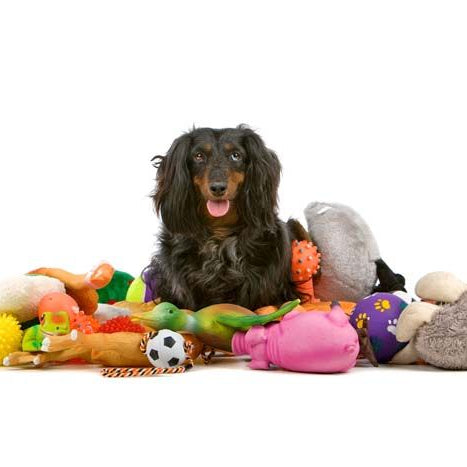Which Type Of Toy Is Right For My Dog?