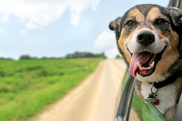 What To Do If Your Dog Hates Car Rides?