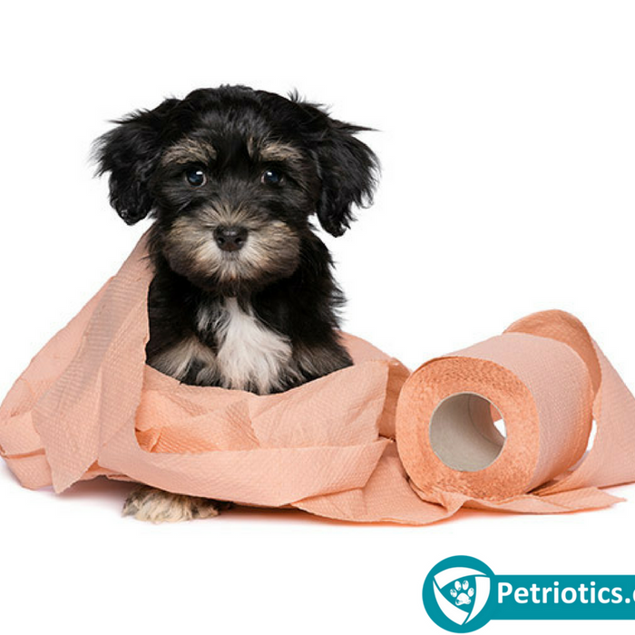 How To Successfully Potty Train Your Puppy