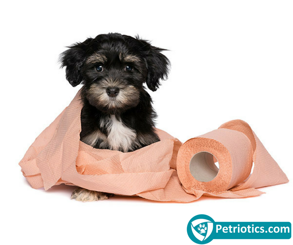 How To Successfully Potty Train Your Puppy