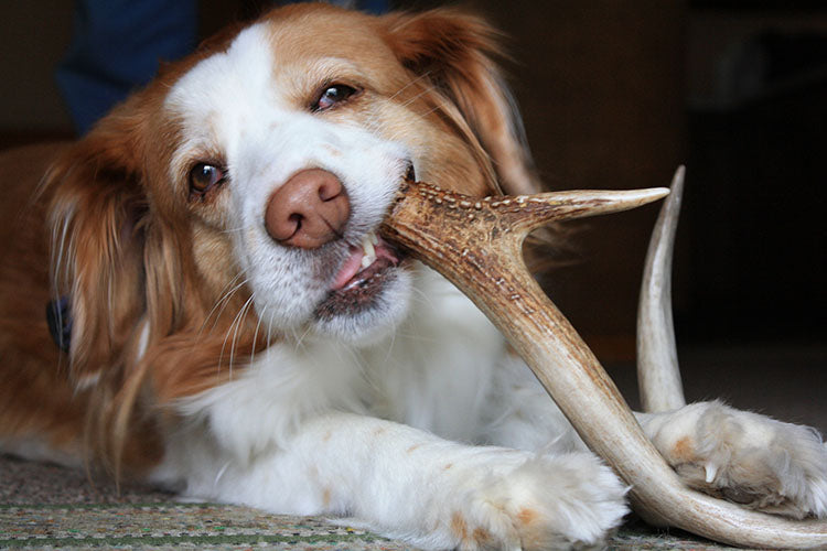 How To Pick The Right Chew For Your Dog