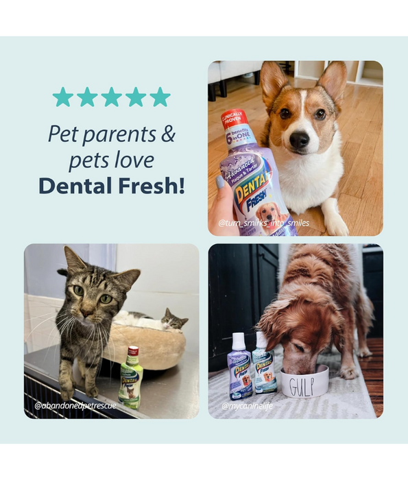Synergy Labs - Dental Fresh, Water Additive, Original Formula for Dogs & Cats - Whitening, Breath Freshening, Oral Health Support - 503mL