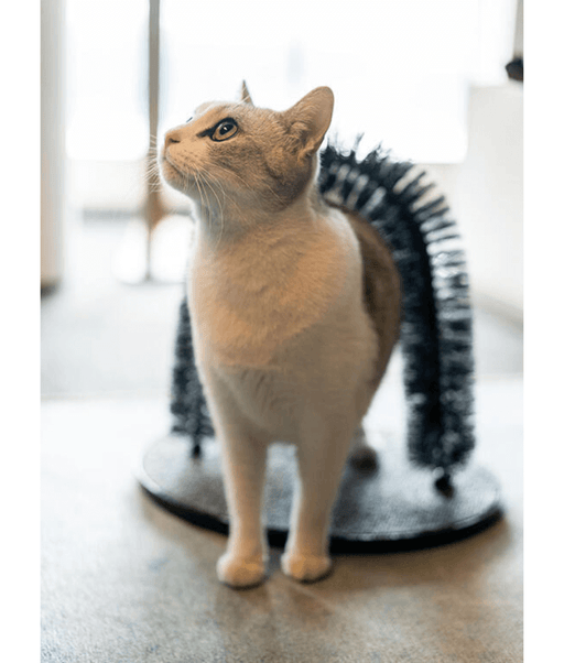 Pawise Grooming Scratcher Arch – Self-Grooming & Massage Station for Cats 36 x 28 x 36 cm