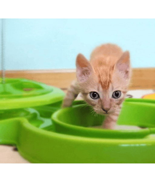 Pawise - Interactive Cat Toy, Double Track Ball Chaser with Spring Teaser for Indoor Play & Exercise - 53 x 30 cm