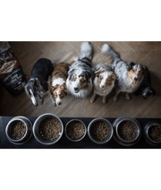 Carnilove - Lamb & Wild Boar For Adult Dogs 12kgs