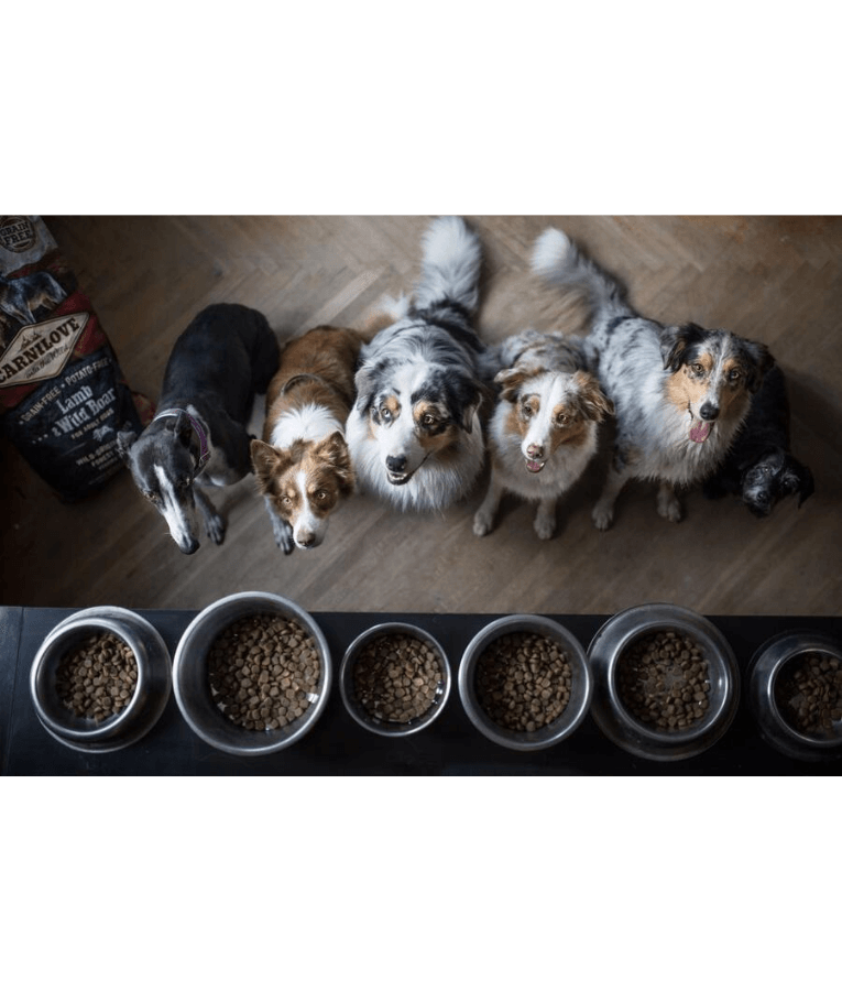 Carnilove - Lamb & Wild Boar For Adult Dogs 12kgs