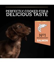Purina Pro Plan Small and Mini Puppy Sensitive Skin Dry Dog food with Salmon 3 kg