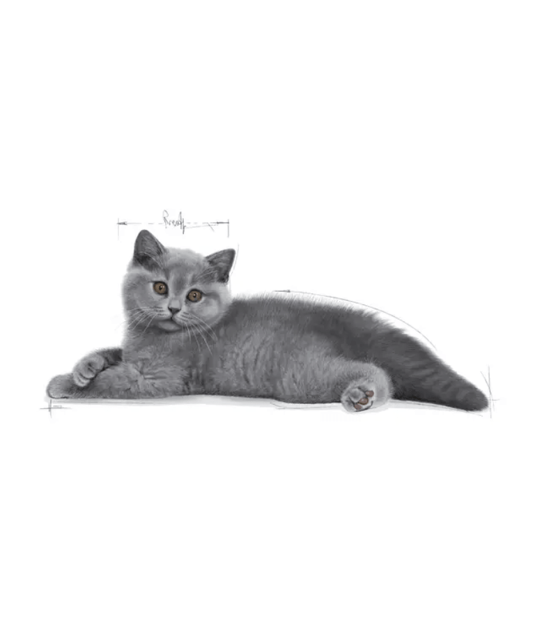 Royal Canin - British Shorthair Kitten - 2 kg, a fluffy gray British Shorthair kitten lying down, showcasing its unique features.